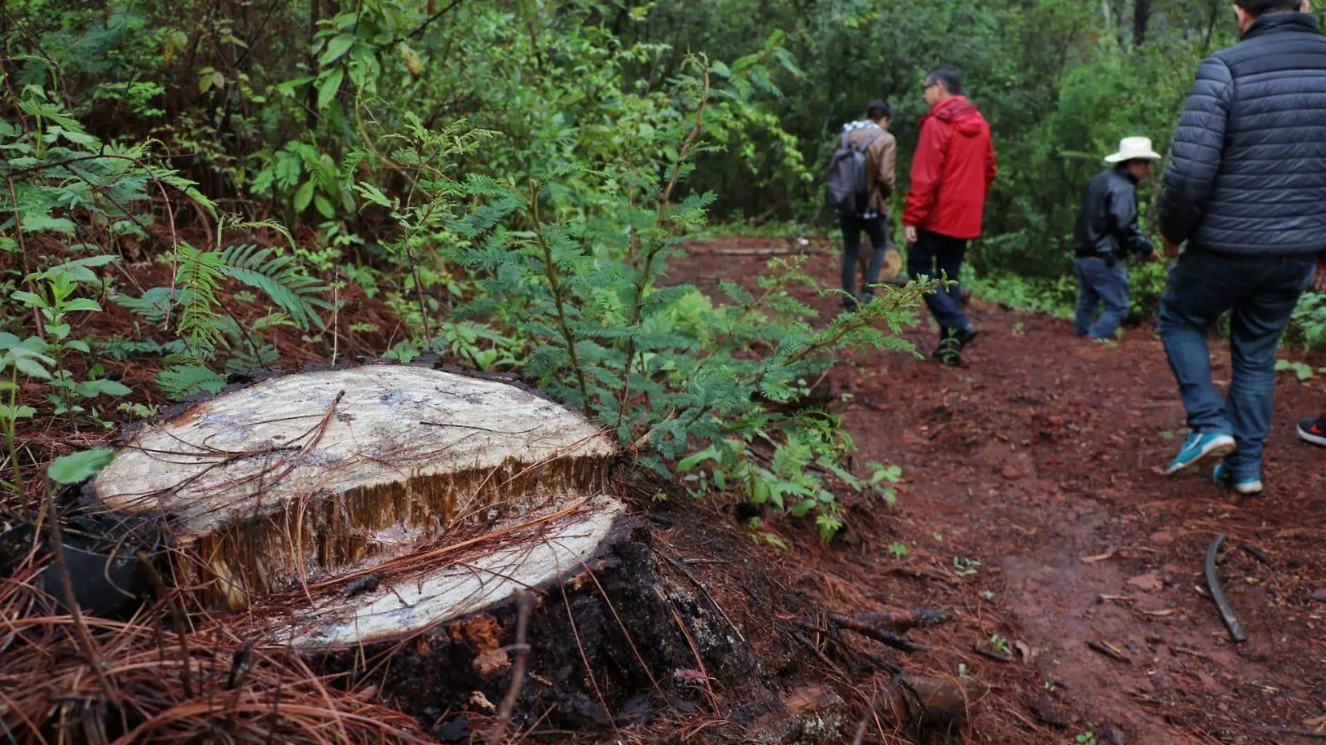 Cambio de uso de suelo - Deforestación 